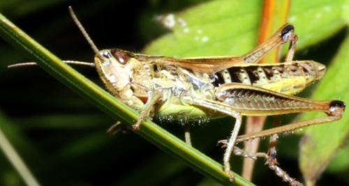 Réf. 326 255 : Pseudochorthippus parallelus parallelus